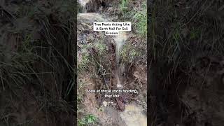 Yosemite National Park Flash Flood  How Rare Wildflowers Bloom In Harsh Environments [upl. by Anastasie]