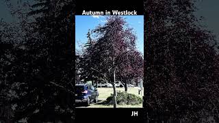 Autumn in Westlock [upl. by Olaf]