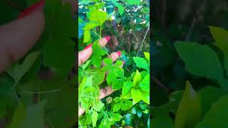 Cerasee plant 🌱 excellent cleanser for the blood like share jamaicanstyle [upl. by Orvas]