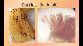 Puccinia in detail  For BSc and MSc  ALL ABOUT BIOLOGY  BY JYOTI VERMA [upl. by Chance]