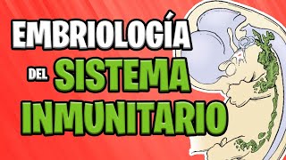 ✅ EMBRIOLOGÍA del SISTEMA INMUNITARIO 🤜💥🦠 [upl. by Atilemrac402]