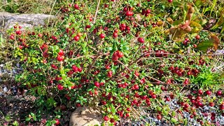 Chilean Guava Ugni molinae  exotic little fruit shrub for Germany [upl. by Anavlys476]