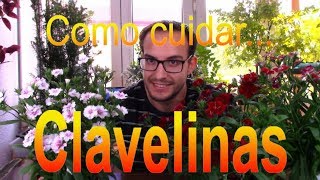 Cómo cuidar la clavelina o clavellina Dianthus Chinensis [upl. by Chinua]