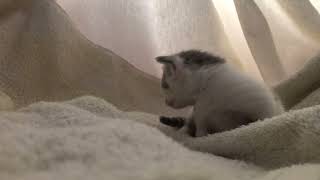 2 week old Kitten cries for mother for the first time [upl. by Nirrac]