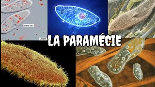 Observation microscopique dun organisme unicellulaire la paramécie 🦠 [upl. by Bessie]