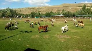 Fiesta del Puestero Día de la mujer de Campo la Polka de la Silla [upl. by Ursulette]