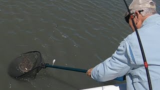 May 17th  20th 2022 Wachapreague Virginia Flounder Fishing [upl. by Avraham350]