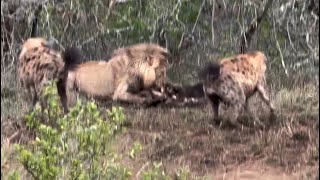 Ross Male Lion vs Hyenas  Lion Vs Hyena  1 November 2023 [upl. by Beckerman]