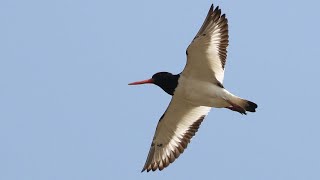 Oystercatcher Spectacular Flight to Roost  British Birding [upl. by Labina304]