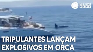 Tripulantes de veleiro lançam explosivos em orca [upl. by Aicert]