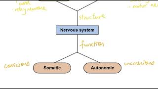 A2 Biology  Organisation of the nervous system OCR A Chapter 136 [upl. by Lidia131]