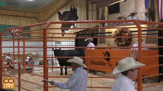 Double G Ranch Cattlemans Kind Fall Sale 2023Sep09141437 [upl. by Beeson]