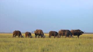 Askania  Nova Natural desert of Ukraine Serenghety in Europe АсканияНова  вечернее сафари [upl. by Ttegirb]