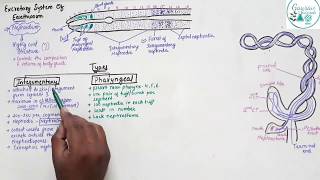 Excretory System Of Earthworm Class 11 [upl. by Tadeas561]