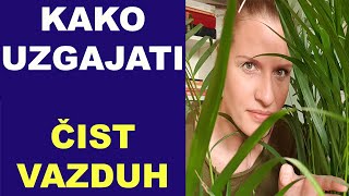 Kako uzgajati ČIST VAZDUH  biljke koje čiste vazduh  dr Bojana Mandić [upl. by Loughlin]