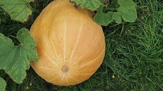 Growing Pumpkins in Hydroponics 5 [upl. by Garrett891]