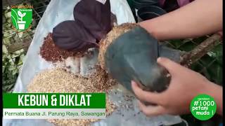 Budidaya Calathea Sawangan Nursery [upl. by Anav259]