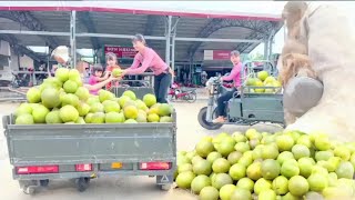 quotHarvesting Pomelos for Market – Teamwork in Actionquot [upl. by Kreindler246]