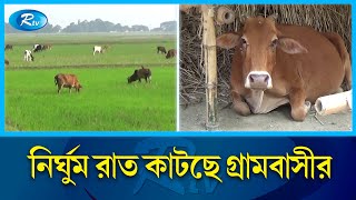 নেত্রকোনায় চুরি ঠেকাতে রাত জেগে পাহারা দিলেও মিলছে না সুফল  Netrokona  Rtv News [upl. by Maddy877]