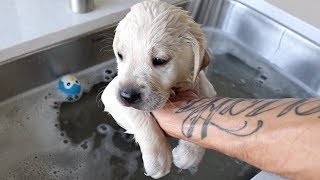 LABRADOR PUPPIES HAVE THEIR FIRST BATH EVER [upl. by Zachery504]