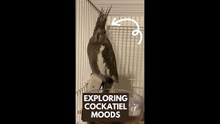 Exploring Cockatiel Moods  Playful Pranks to Serene Soothing Moments 🐦 cockatiel [upl. by Uriisa73]