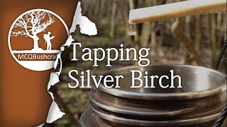 Bushcraft Foraging Tapping Birch Water [upl. by Ramar]