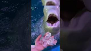 quotWhy Beluga Whales Eat Ice with Fish The Surprising Reasonquot [upl. by Buckley]