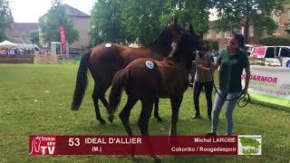 Sprinter Sacré Show 2018  Lot 53  IDEAL DALLIER [upl. by Ateuqal]