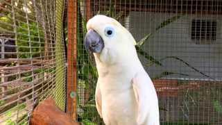 Cockatoo Parrot Talking Waving Dancing amp Singing  Bird Gardens of Naples [upl. by Polito]