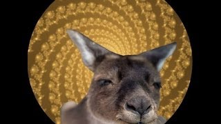 Kangaroo Transformation Hypnosis [upl. by Feune657]