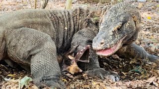 😱Komodo Dragon Attacks Pair Of Bats [upl. by Hiltner891]