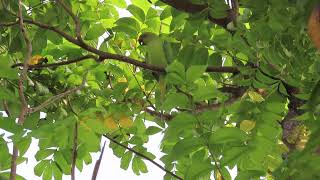 Rose ringed parakeet [upl. by Euqcaj282]