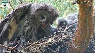 Great Grey Owl Strix nebulosa Puszczyki mszarne  Karmienie 2 piskląt🐥🌹🍀🐥🌹🍀 23052022 [upl. by Adnilab]