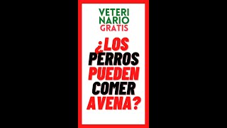 ¿LOS PERROS PUEDEN COMER AVENA [upl. by Eiduj]