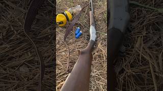 12 Gauge Single barrel Shotgun youtubeshorts singlebarrel old viralvideo shorts guns hunting [upl. by Nosrej]