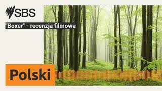 quotBoxerquot  recenzja filmowa  SBS Polish  SBS po polsku [upl. by Aikem425]