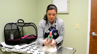 Providing Asthma Treatment to a Cat [upl. by Cita]