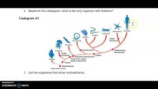 Cladogram Practice Ms P Teach Me [upl. by Ashton811]