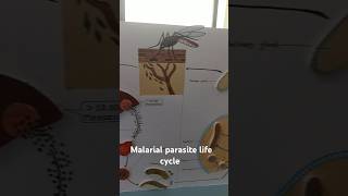 Malaria parasite Life cycleshotsdmlt shortsyoutubeshortsmedicallaboratorybloodtestlikewatch [upl. by Klehm]