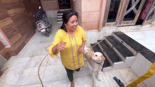 Togo Indian breed dog now in hostel say byebye to Mom dogloverprakash [upl. by Henri204]