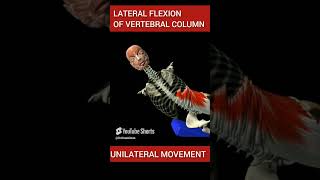 Vertebral column movement anatomy [upl. by Grenier362]