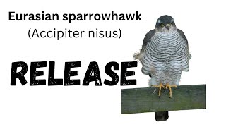 Eurasian sparrowhawk Accipiter nisus release after ringing [upl. by Prudie136]