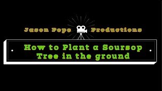 How to plant a Soursop  Guanabana tree in the ground [upl. by Atenek]