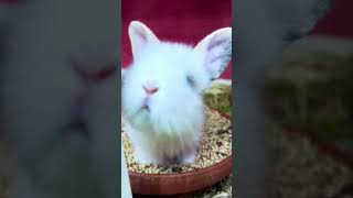 The rabbits with new kittens🤩♥️ pets pet rabbit [upl. by Enaled]