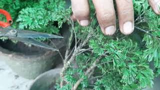 Grow Aralia Plant from cutting  Aralia plant cutting se kaise banayein  Propagation of aralia [upl. by Nnyleak]