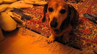 Dachshund  reverse sneezing Part I [upl. by Relda]