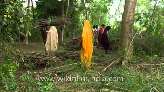 Selective timber collecting in the forest of Uttar Pradesh [upl. by Savinirs58]