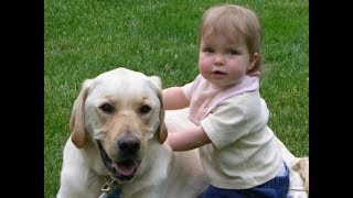 Labrador are awesome  Labrador dog protecting Kids Compilation [upl. by Aerdnuahs]