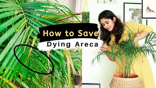 How to Save a Dying Areca Palm [upl. by Ybor]