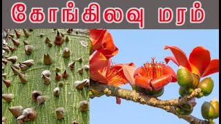 Bombax malabaricum  முள்ளிலவு மருத்துவம் கொங்கிளவு மருத்துவம் Malabar silkcotton tree [upl. by Clayborn]